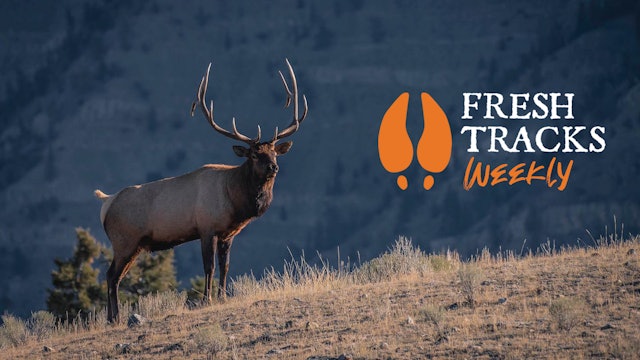 Should Selling Antlers be Illegal? | Fresh Tracks Weekly (Ep. 5)