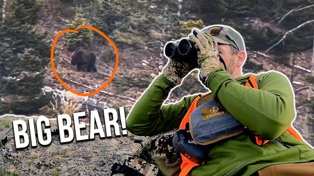 Multiple Bears Spotted | Dale's Bear ...
