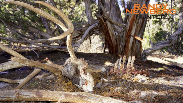 Colorado Rifle Mule Deer - This one, ...