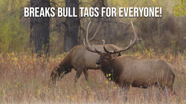 Elk Management in MT | Fresh Tracks W...