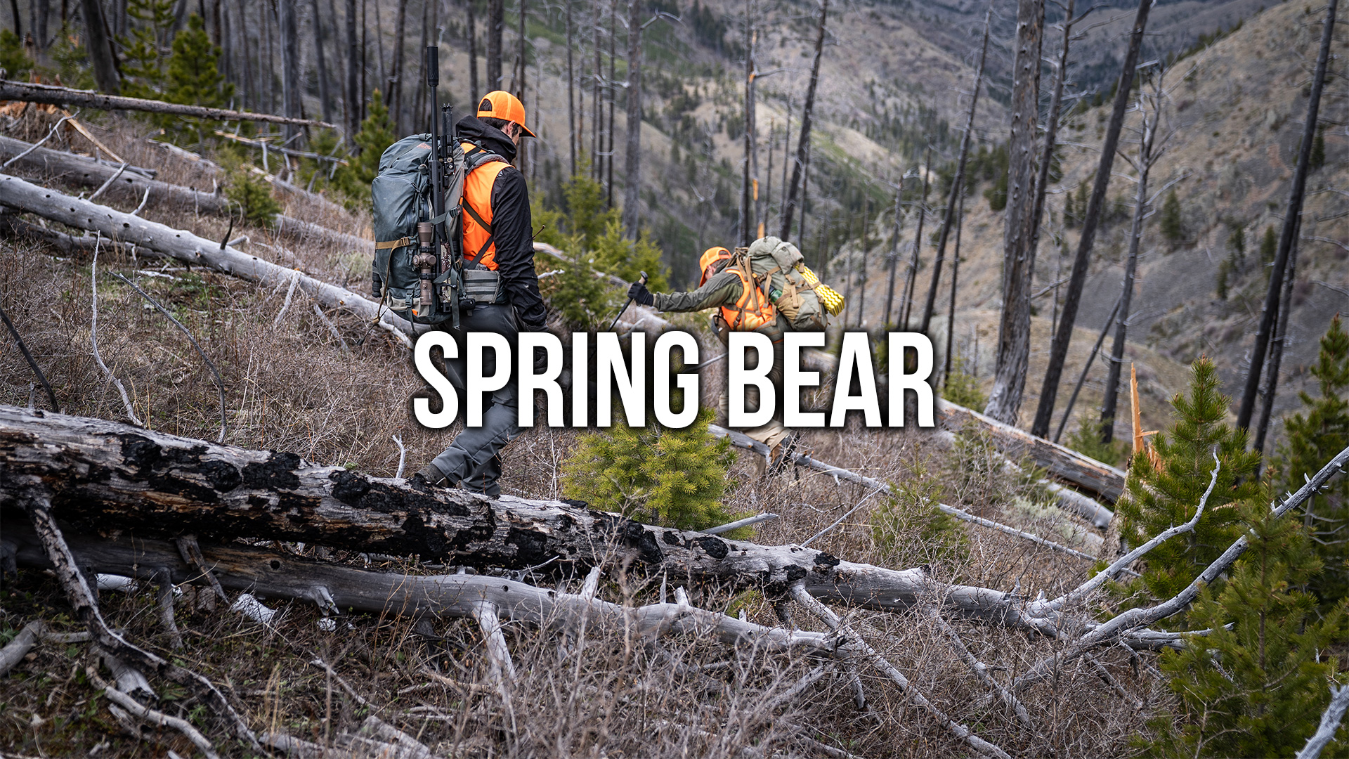 Spring Bear