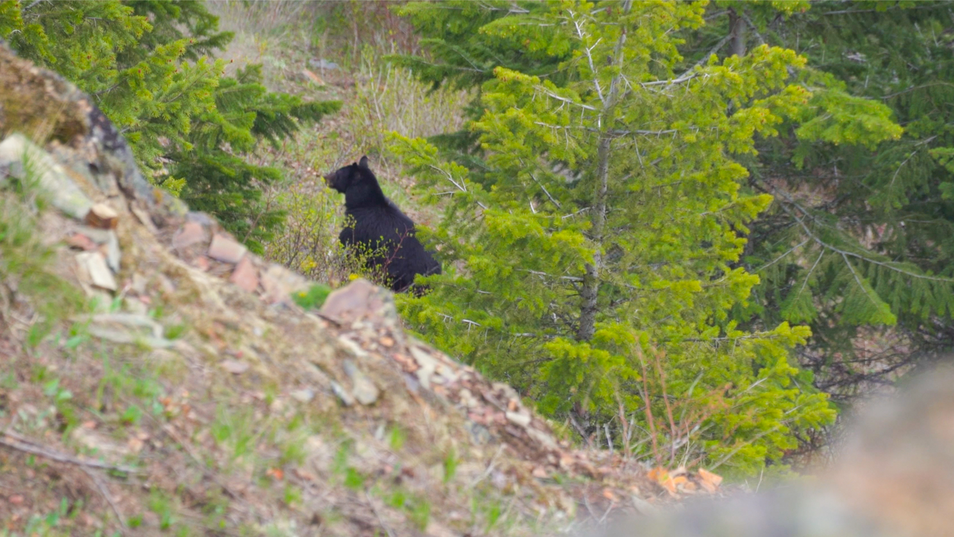 Shots Fired! - 2022 Montana Bear Hunt with Marcus (Ep.2)