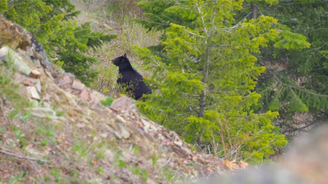 Shots Fired! - 2022 Montana Bear Hunt...