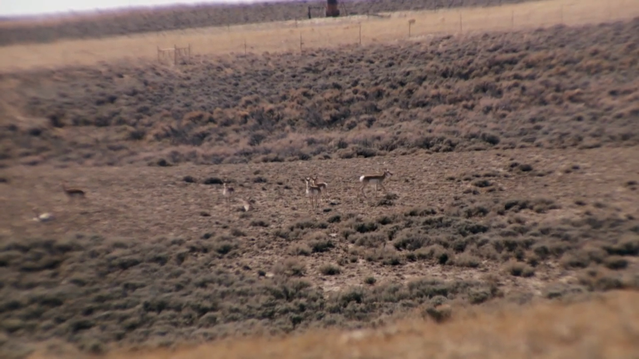 Fresh Tracks: Season 1, Episode 3 - Wyoming Pronghorn