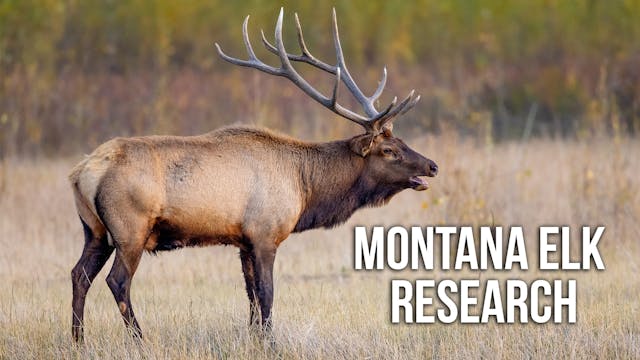 Why Can't Hunters Find Bulls? | Fresh...