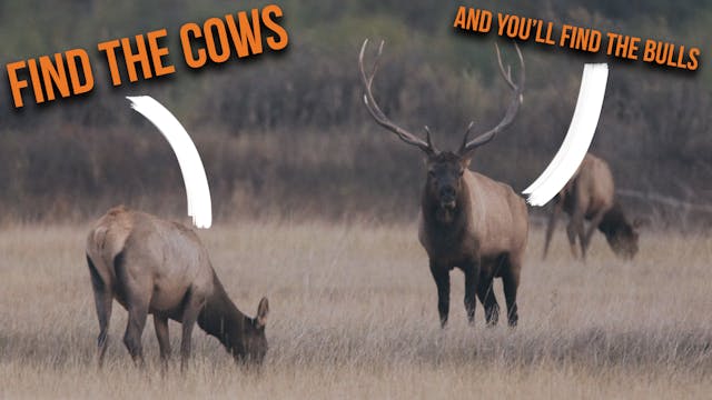How to Find Cow Elk!