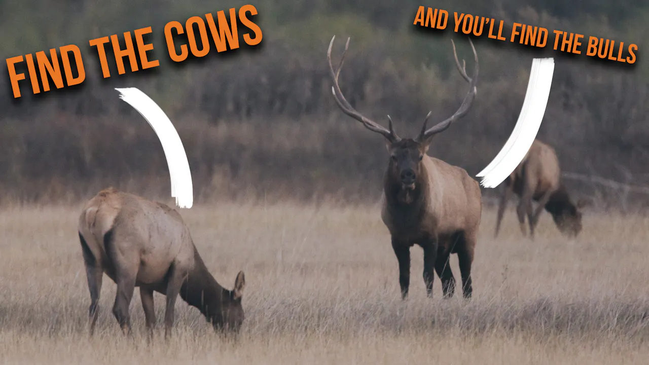 How to Find Cow Elk! - Fresh Tracks+
