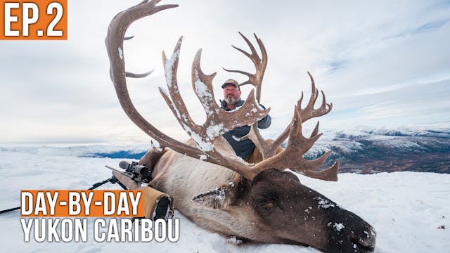 HUGE Bull Caribou | Yukon Caribou & G...