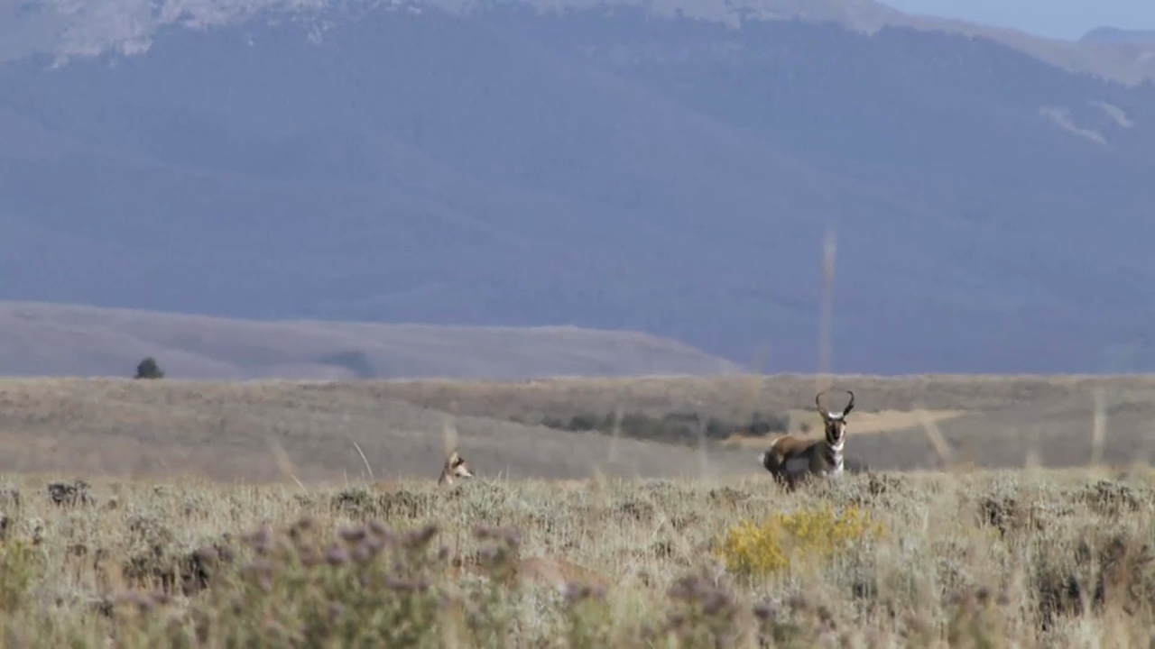 On Your Own Adventures: Season 1, Episode 7 - Colorado Pronghorn