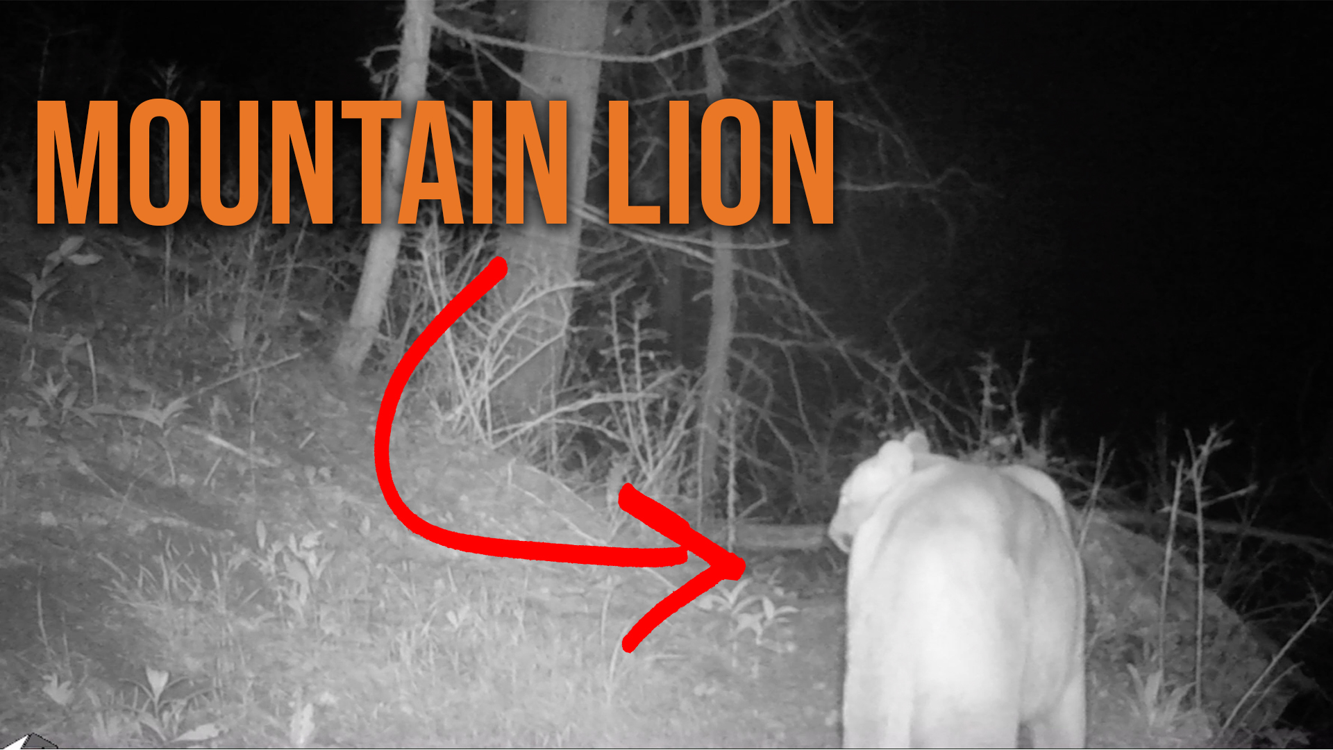 1 Year of Trail Cameras in The Mountains 