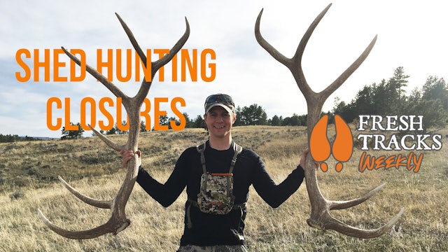 Shed Antler Hunting Kills Wildlife | Fresh Tracks Weekly (Ep. 33)