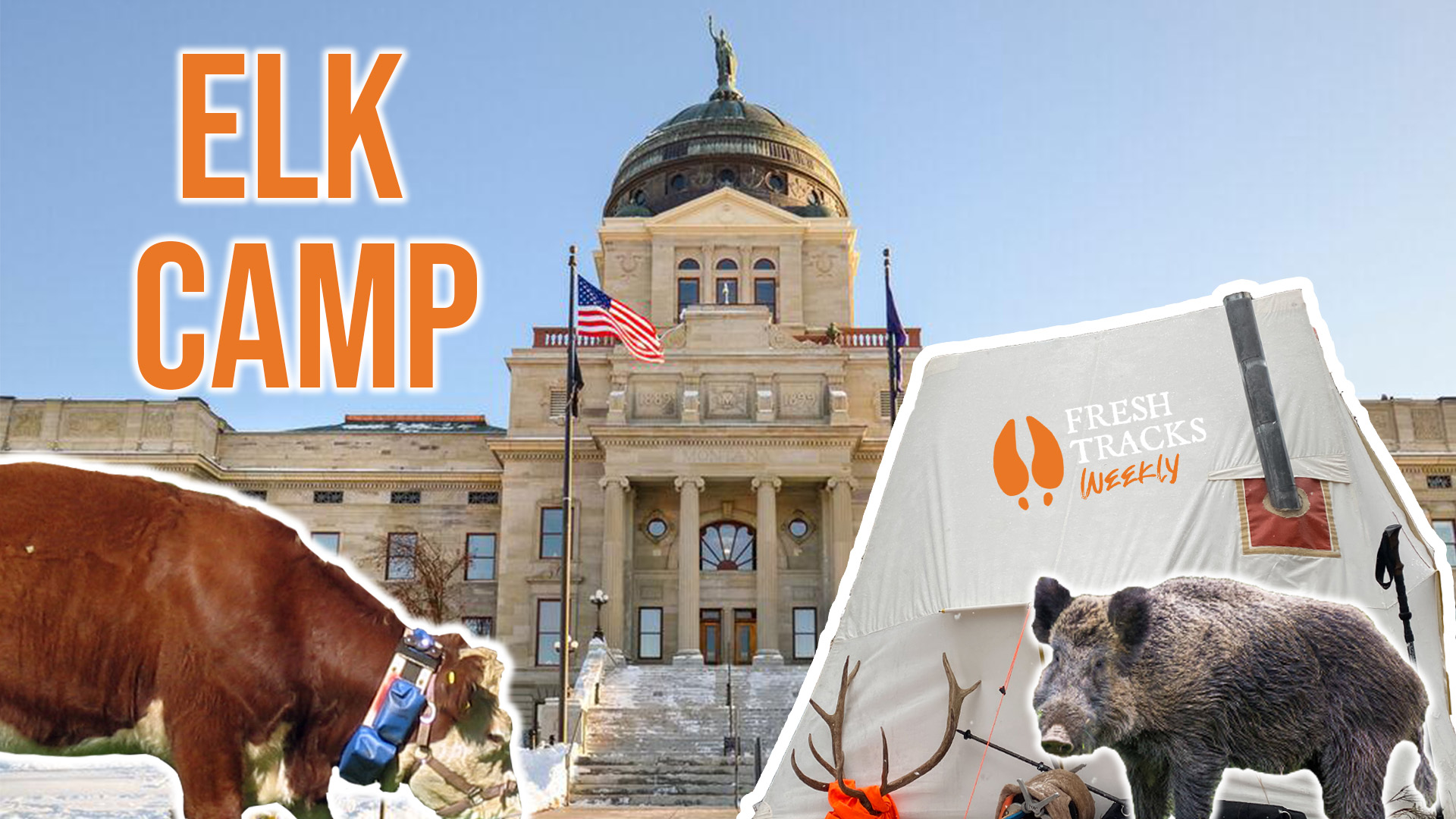 Cows with Collars, Wild Pigs in MT? & Talking Elk | Fresh Tracks Weekly (Ep. 28)