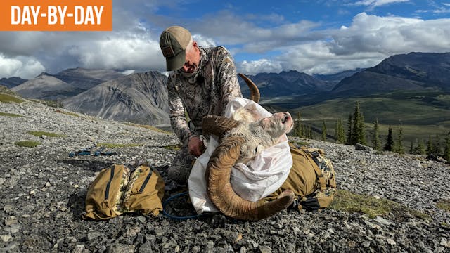 Dall Ram DOWN! | 2024 NWT Day-by-Day ...