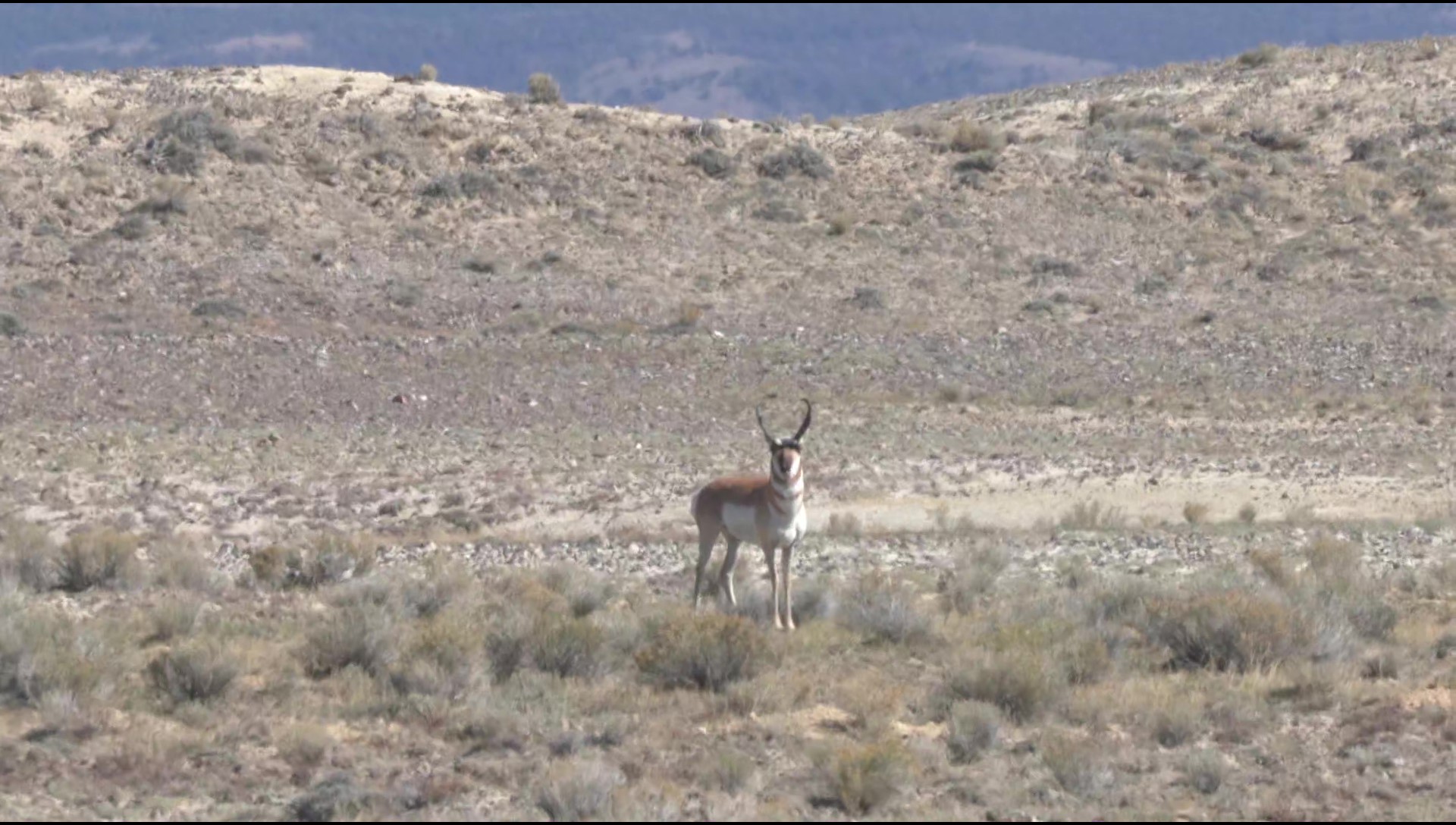 Wyoming Pronghorn With Matthew (ep. 2)