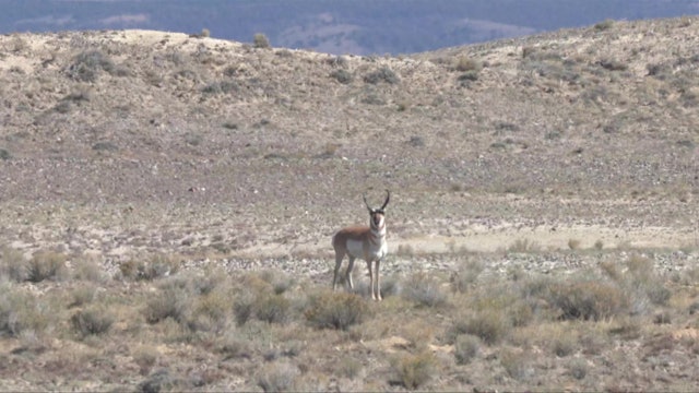 Wyoming Pronghorn With Matthew (ep. 2)