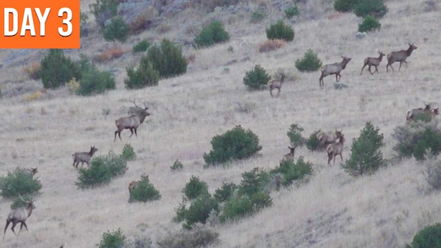 Two Bulls Down Below! | New Mexico Elk Sweepstakes
