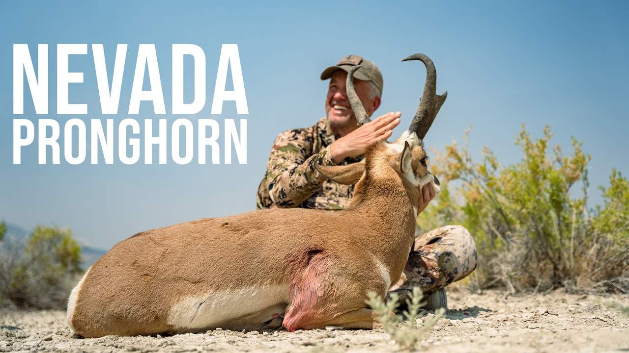 Nevada Pronghorn