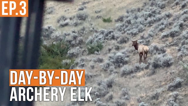 Last Ditch Effort | Archery Elk (EP.3)