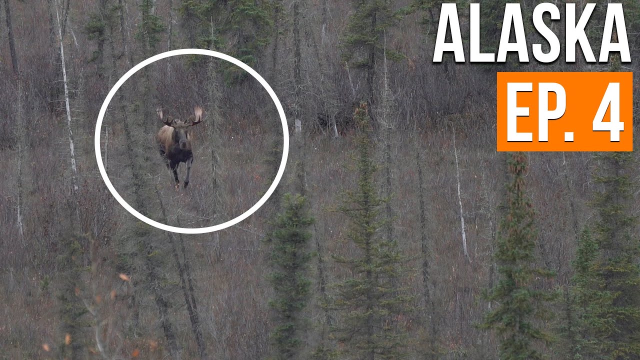 BULL MOOSE SPOTTED | Alaska Moose & Caribou (EP. 4)