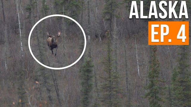BULL MOOSE SPOTTED | Alaska Moose & C...