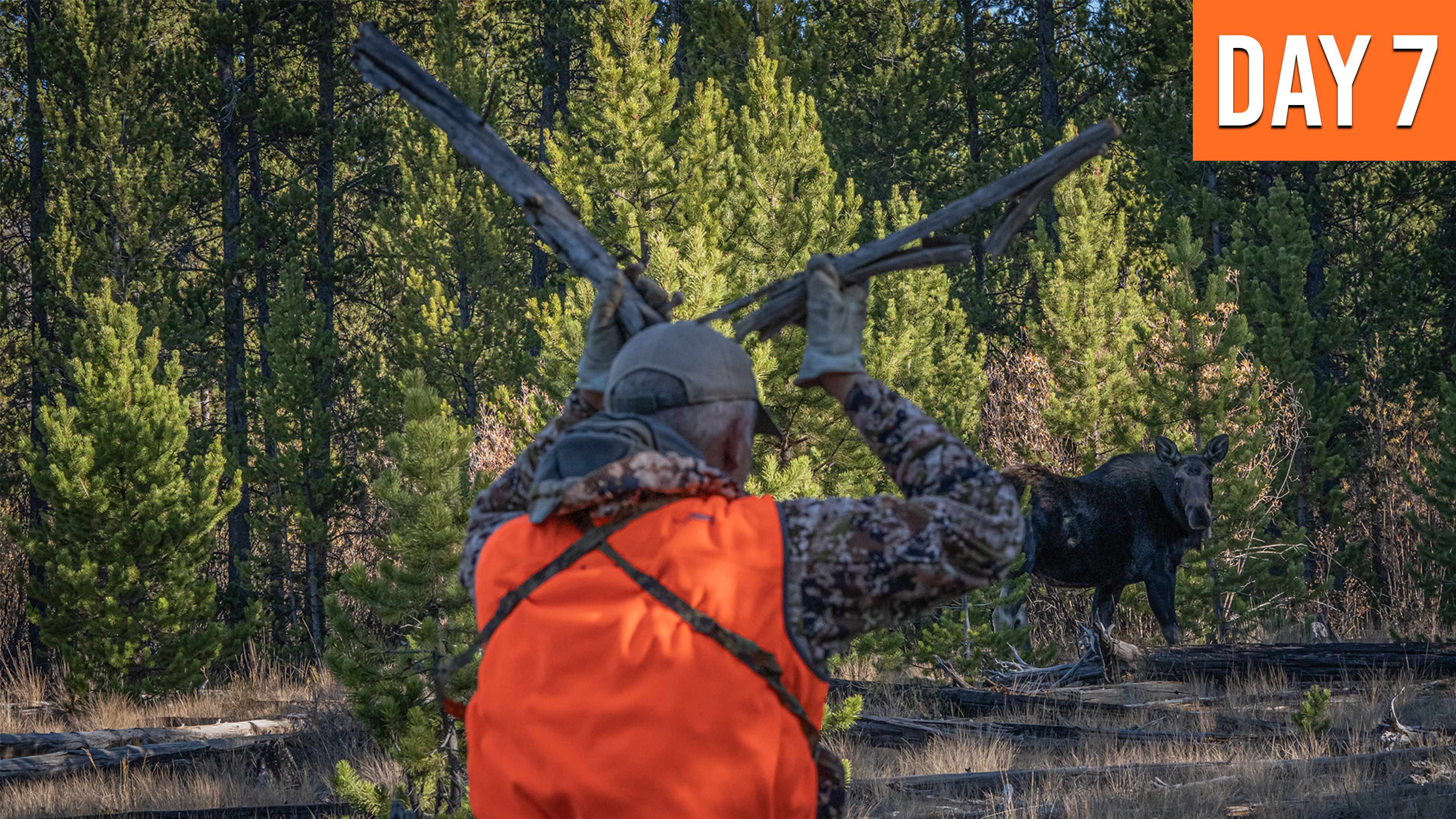 Getting Up Close And Personal | Montana Moose (DAY 7)