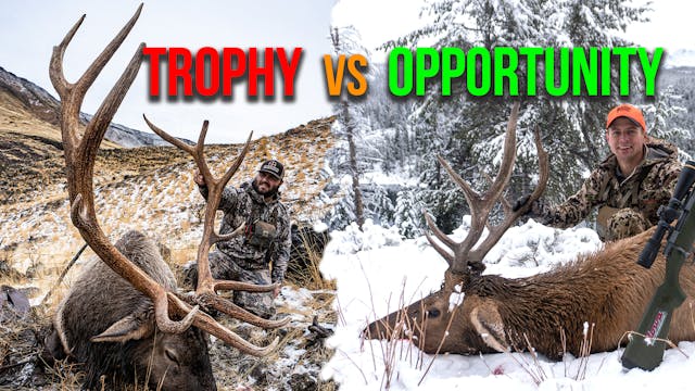 Opportunity or Trophy Elk? | Fresh Tr...