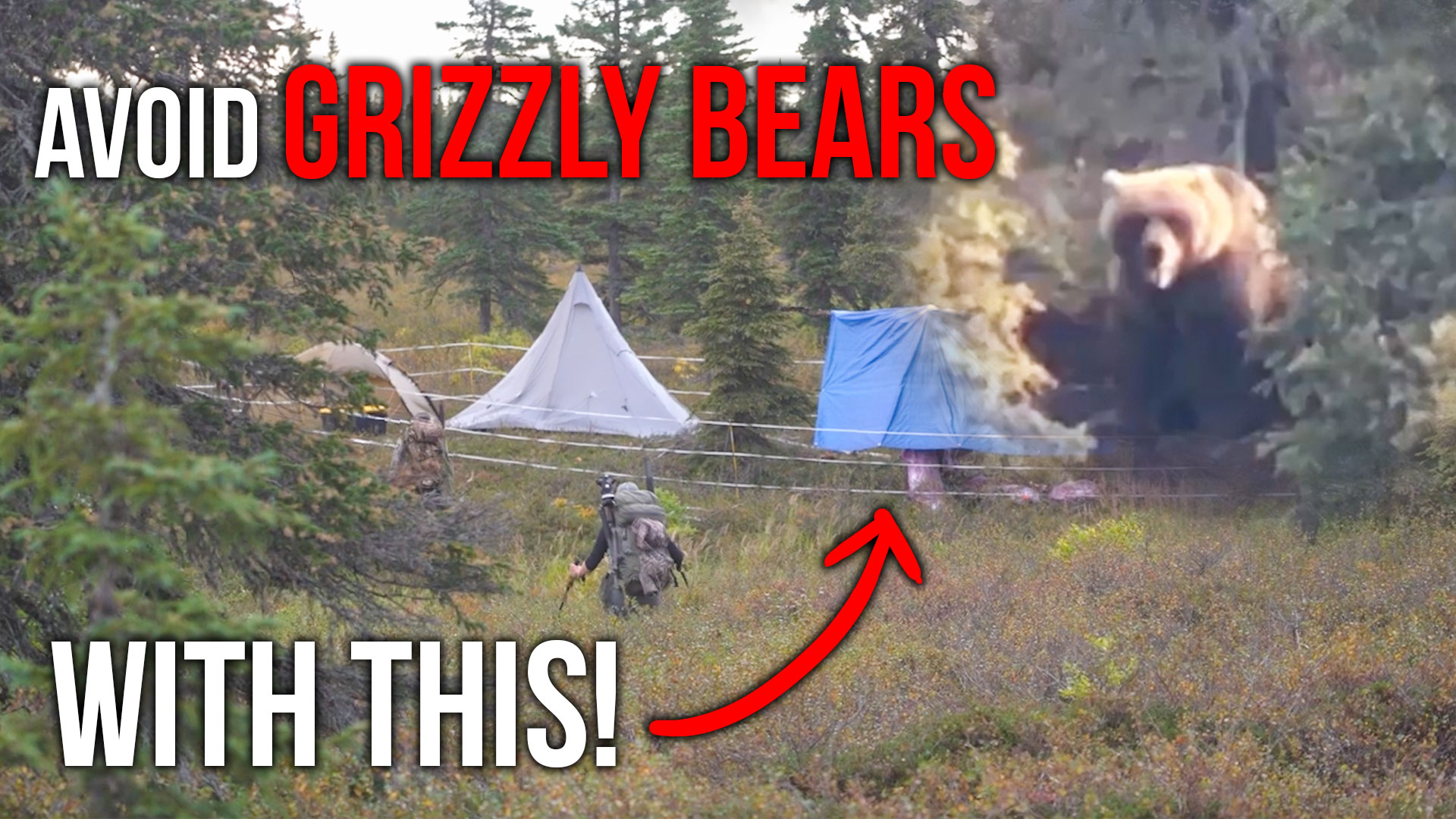 Keep Grizzly Bears Out! The Best Electric Fence Setup!