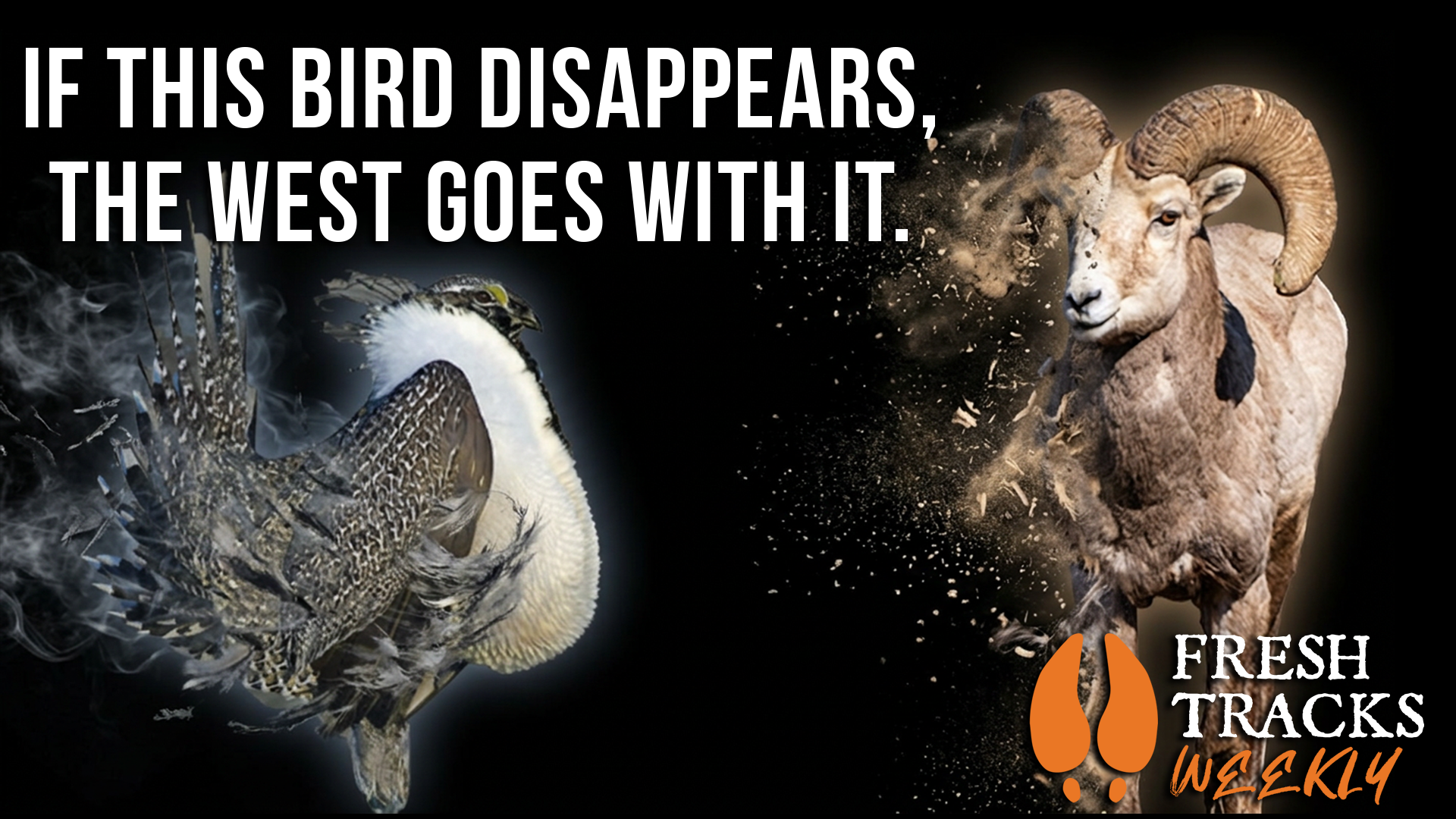 Pay Attention if Sage-grouse Disappear | Fresh Tracks Weekly (Ep. 122)