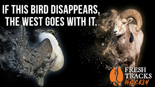 Pay Attention if Sage-grouse Disappea...