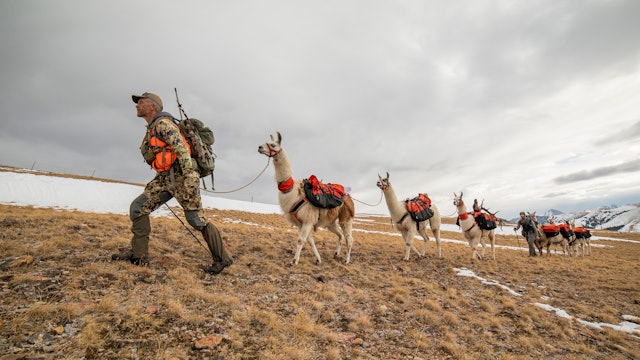 Montana Rifle Elk Opener