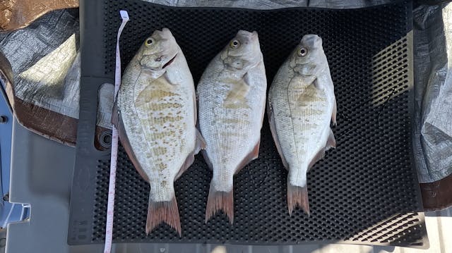 Surf Perch Fishing! 