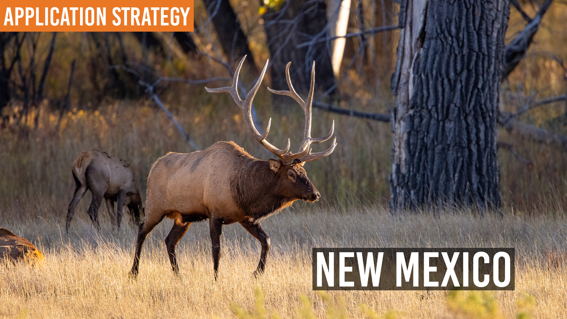 How to Apply for Non-Resident Big Game Tags in New Mexico