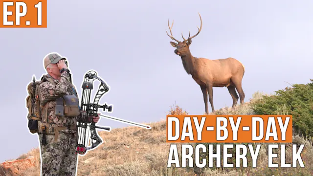 The Elk Are Everywhere! | Archery Elk...