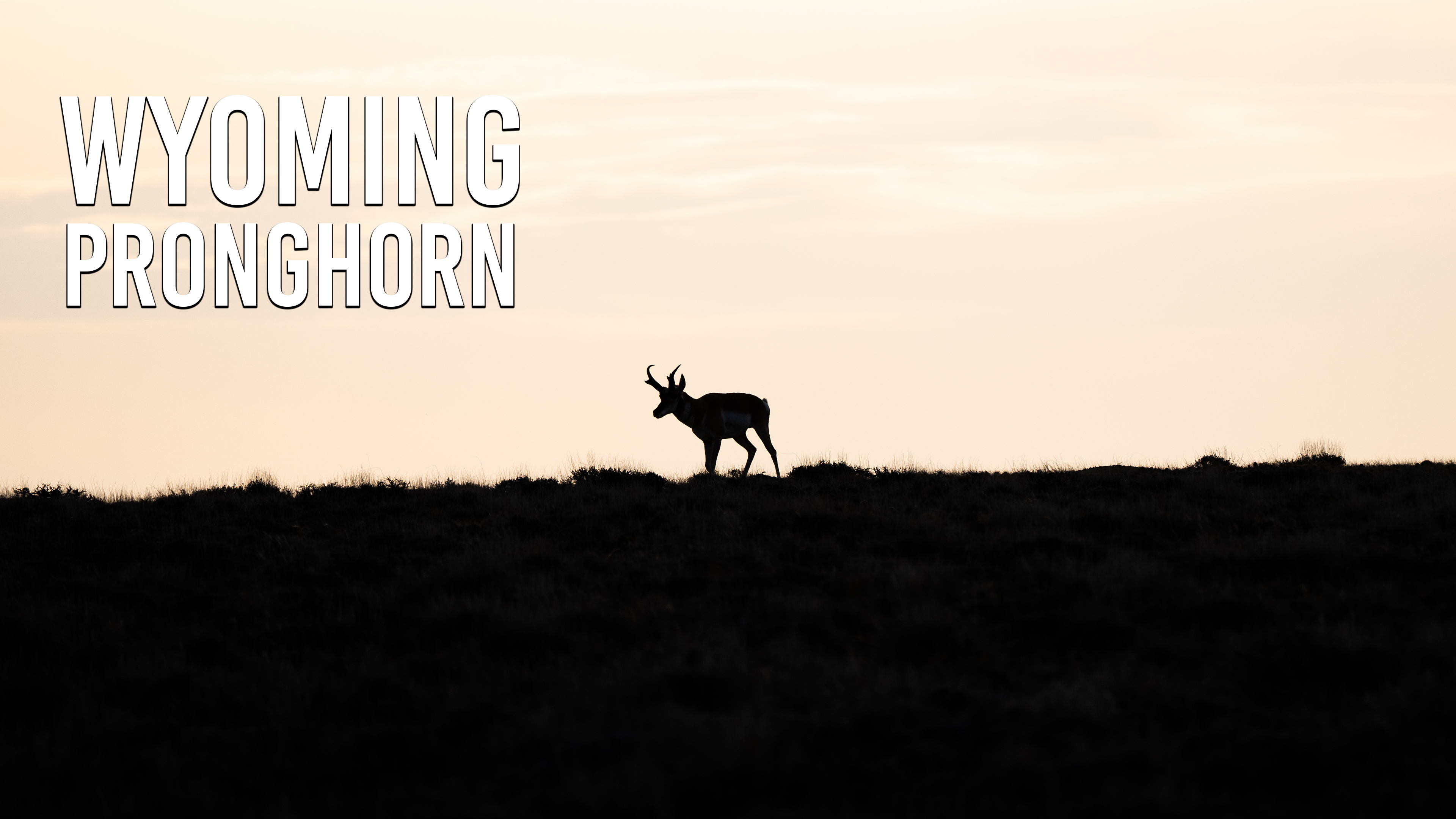 Wyoming Pronghorn