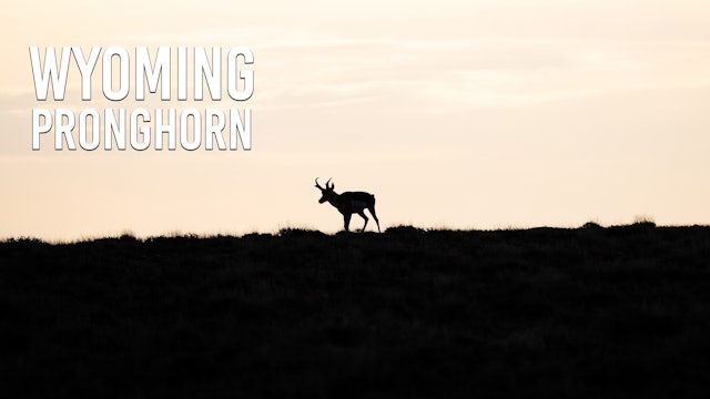 Wyoming Pronghorn