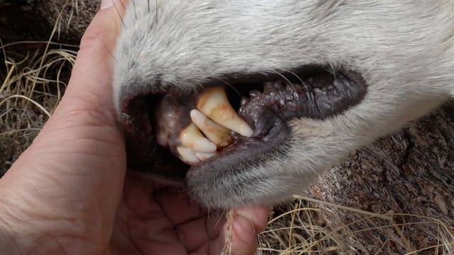 Wolves are Wolves | Fresh Tracks Week...