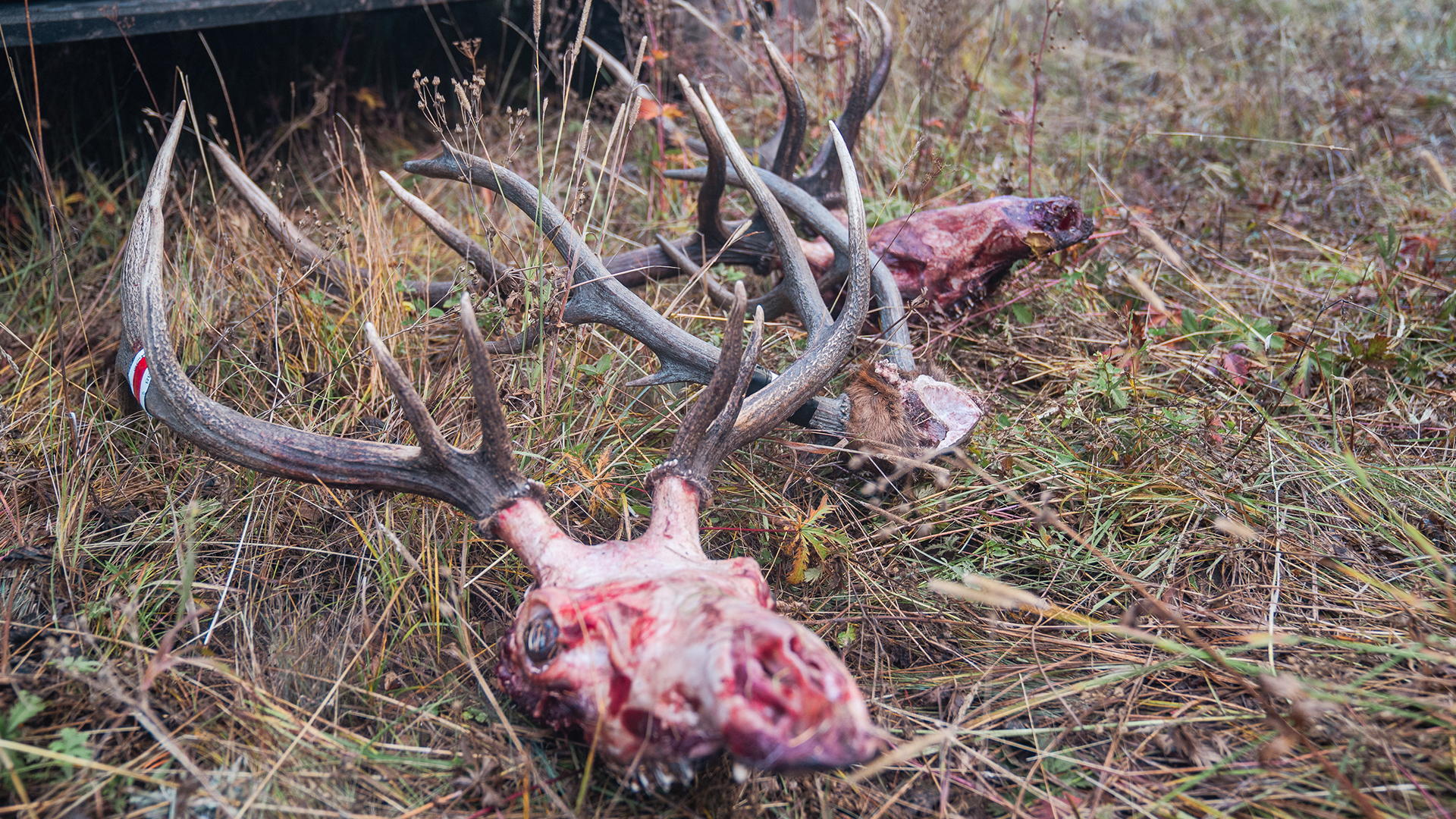 3 Takeaways From a Wildly Successful Elk Hunt! 