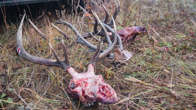 3 Takeaways From a Wildly Successful Elk Hunt! 