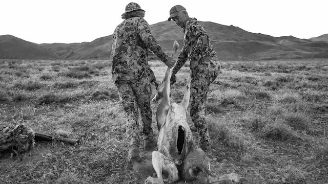 How to Gut A Pronghorn