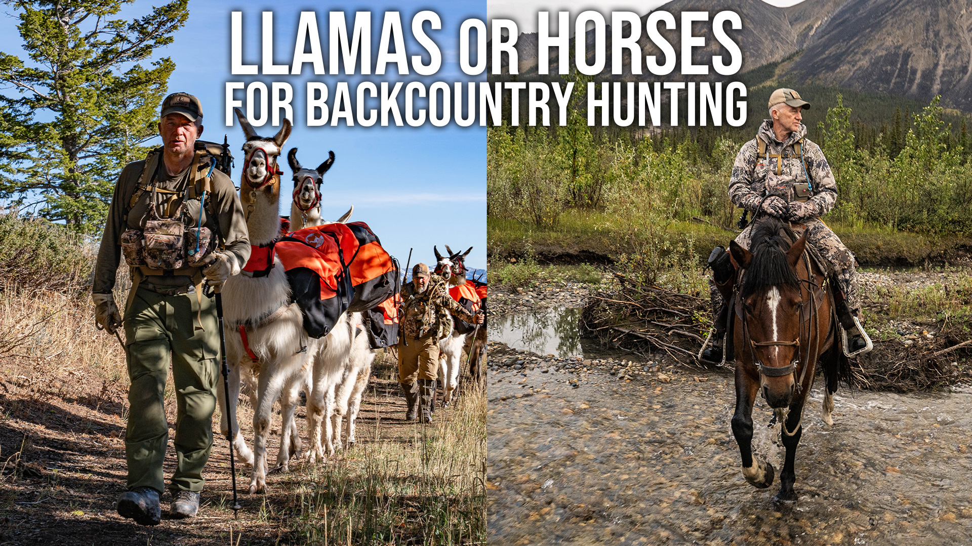 Llamas vs. Horses for Backcountry Hunting | Pros & Cons Explained!