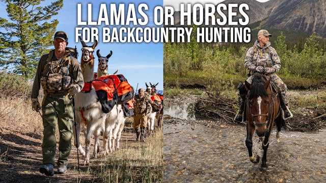 Llamas vs. Horses for Backcountry Hun...