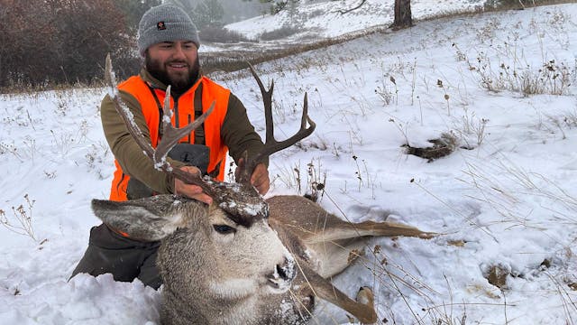Buck Down! | Montana Deer with Fresh ...
