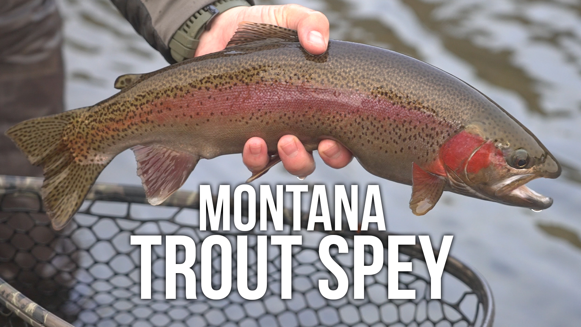 Trout Spey in Montana 