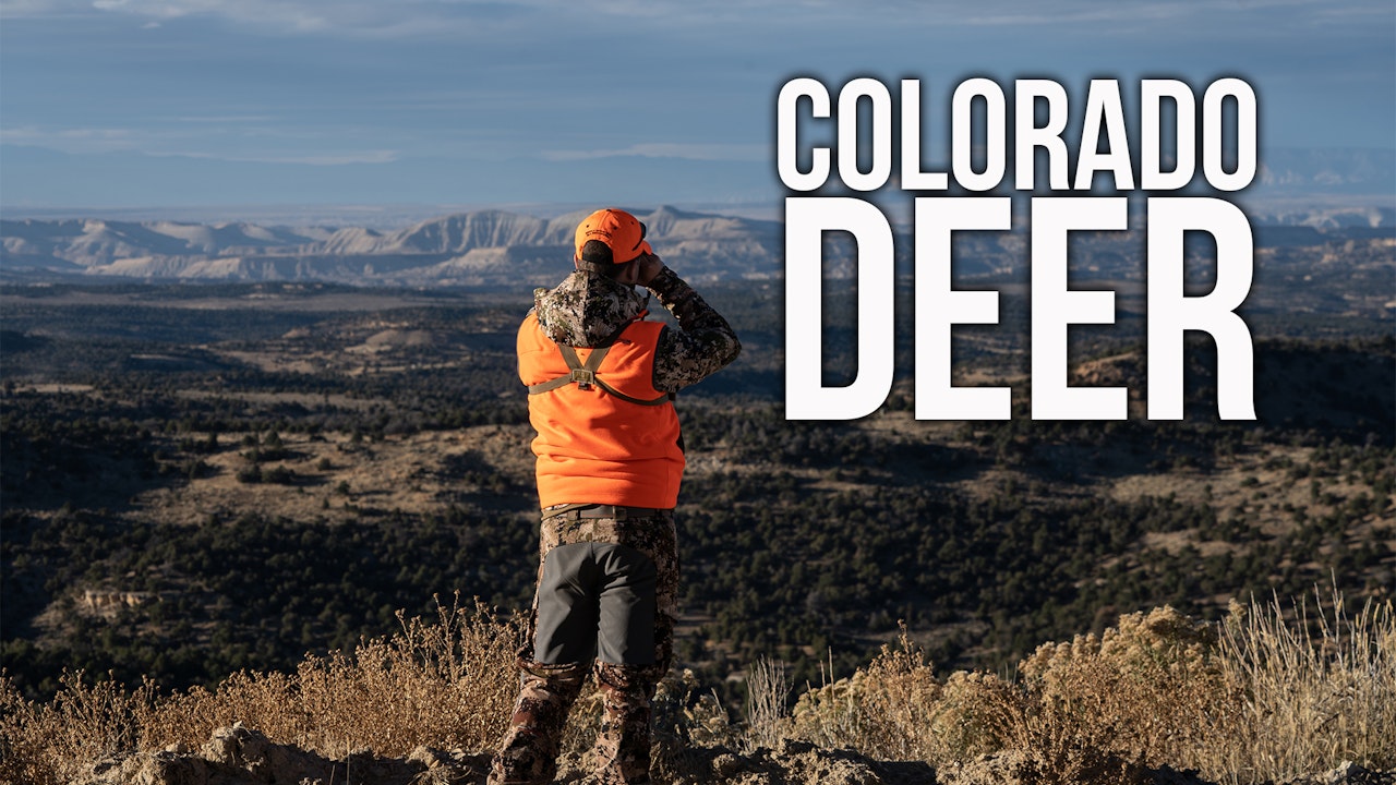 Colorado Mule Deer