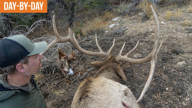 Bull Elk Down! | 2024 Nevada Elk Day-...