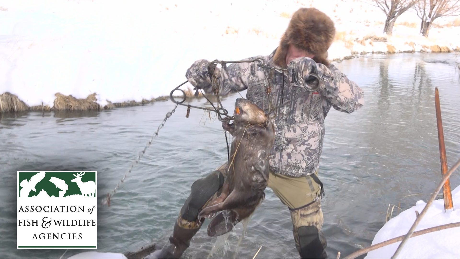 How to Use Body Grip Traps