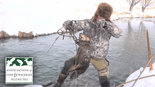 How to Use Body Grip Traps