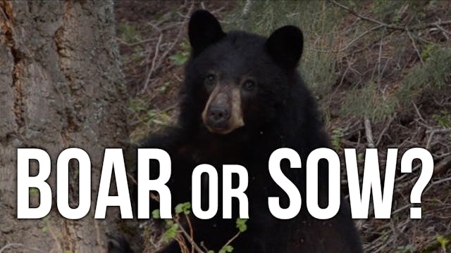 How to Field Judge BLACK BEARS 