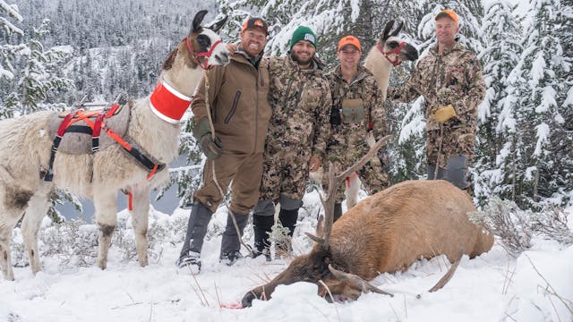 Shop Stories | 2017 Wyoming Elk 