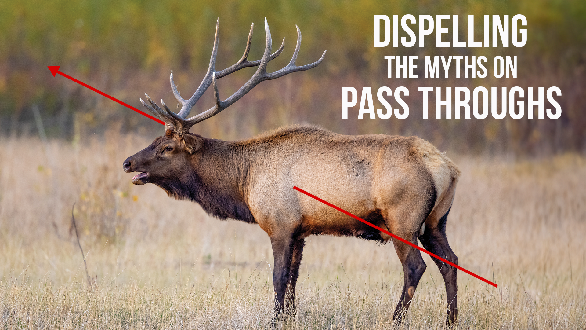 Myths on Pass Throughs | Bulls, Bullets and Ballistics 